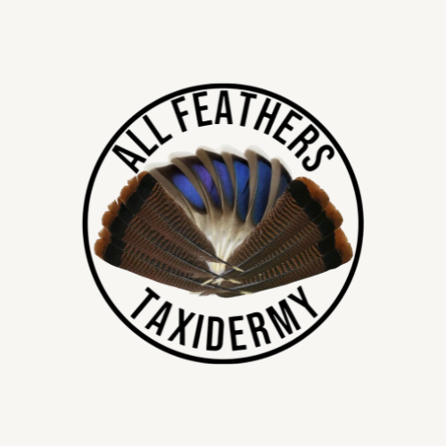 All Feathers Taxidermy