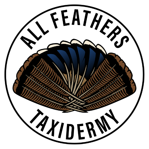 All Feathers Taxidermy