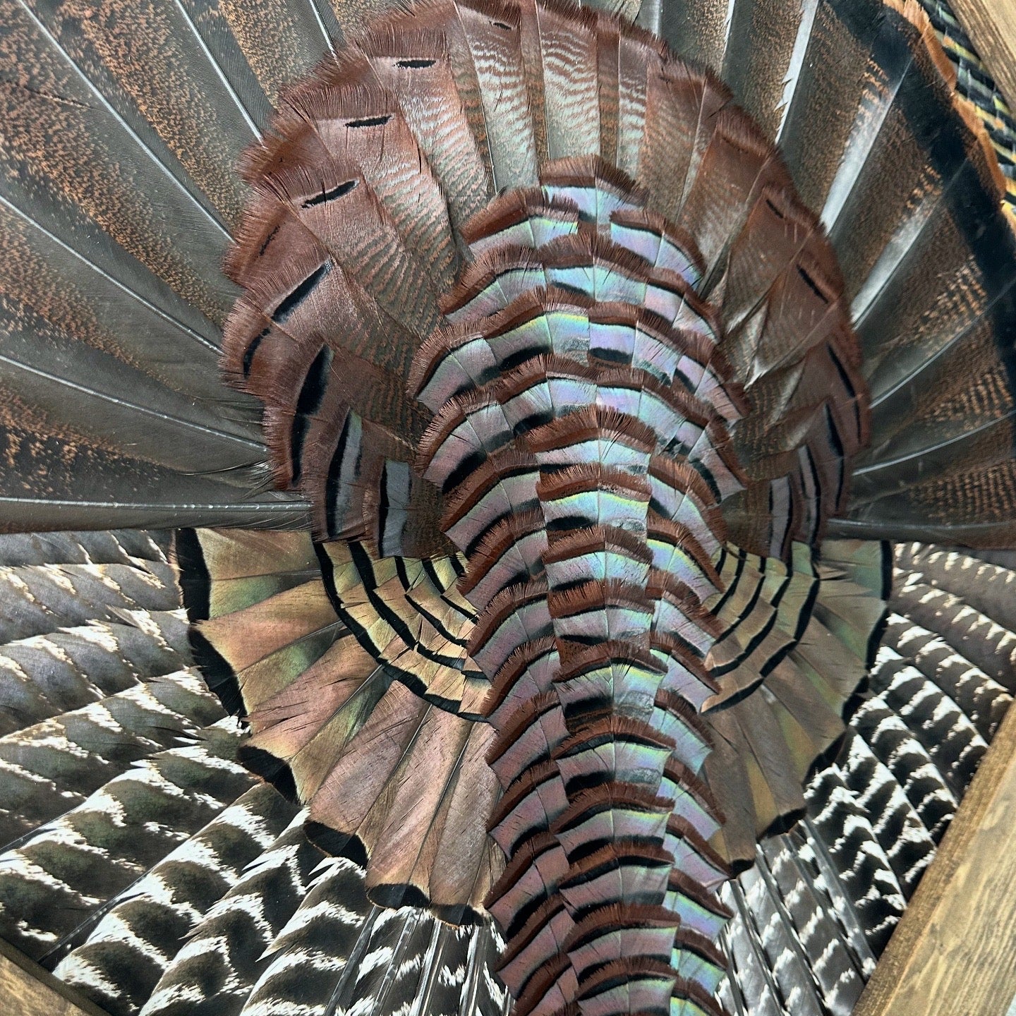 Diamond Turkey Mount Video Tutorial - All Feathers Taxidermy