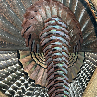 Diamond Turkey Mount Video Tutorial - All Feathers Taxidermy