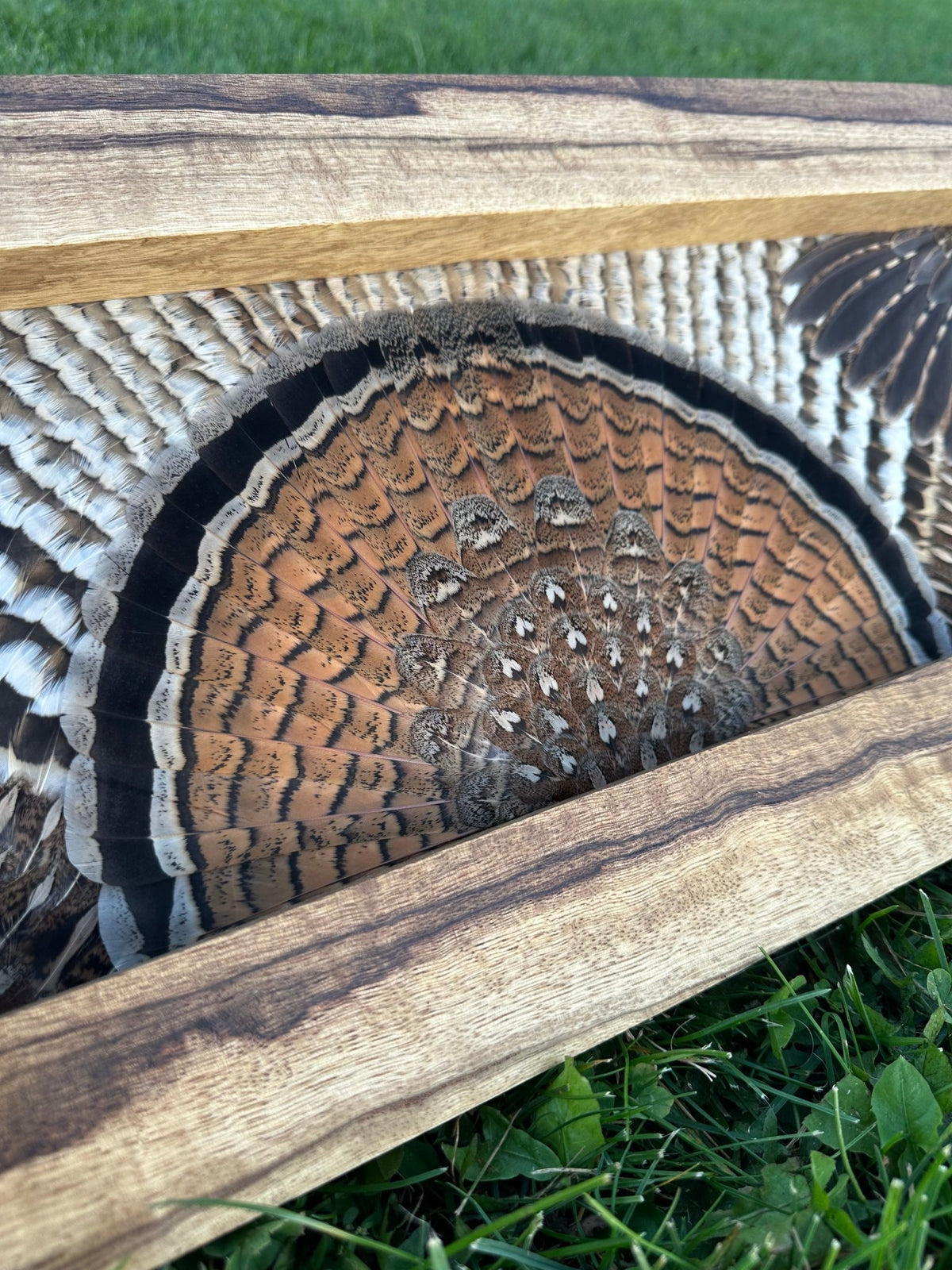 Universal Upland Tutorial - All Feathers Taxidermy