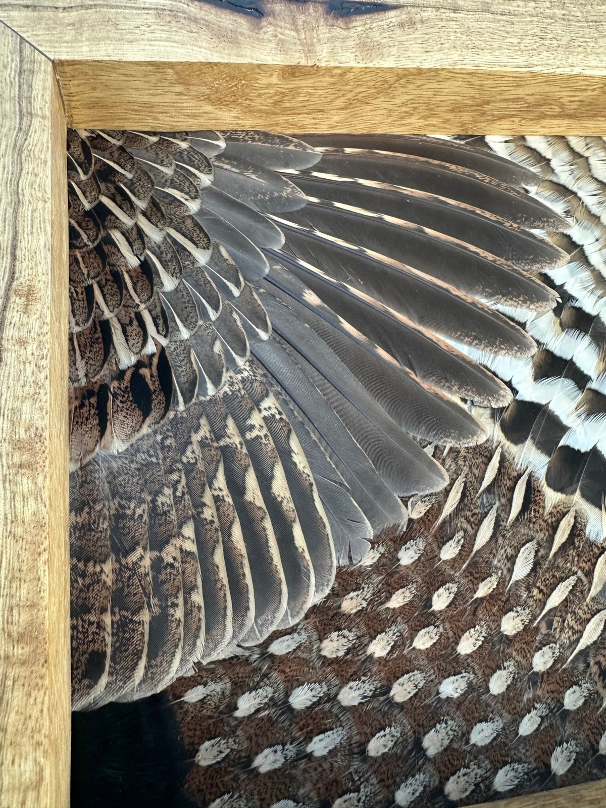 Universal Upland Tutorial - All Feathers Taxidermy