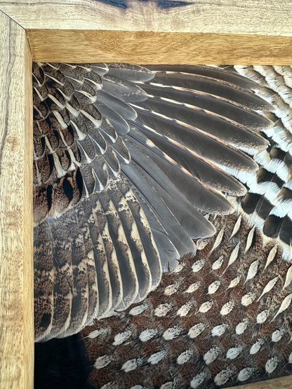 Universal Upland Tutorial - All Feathers Taxidermy