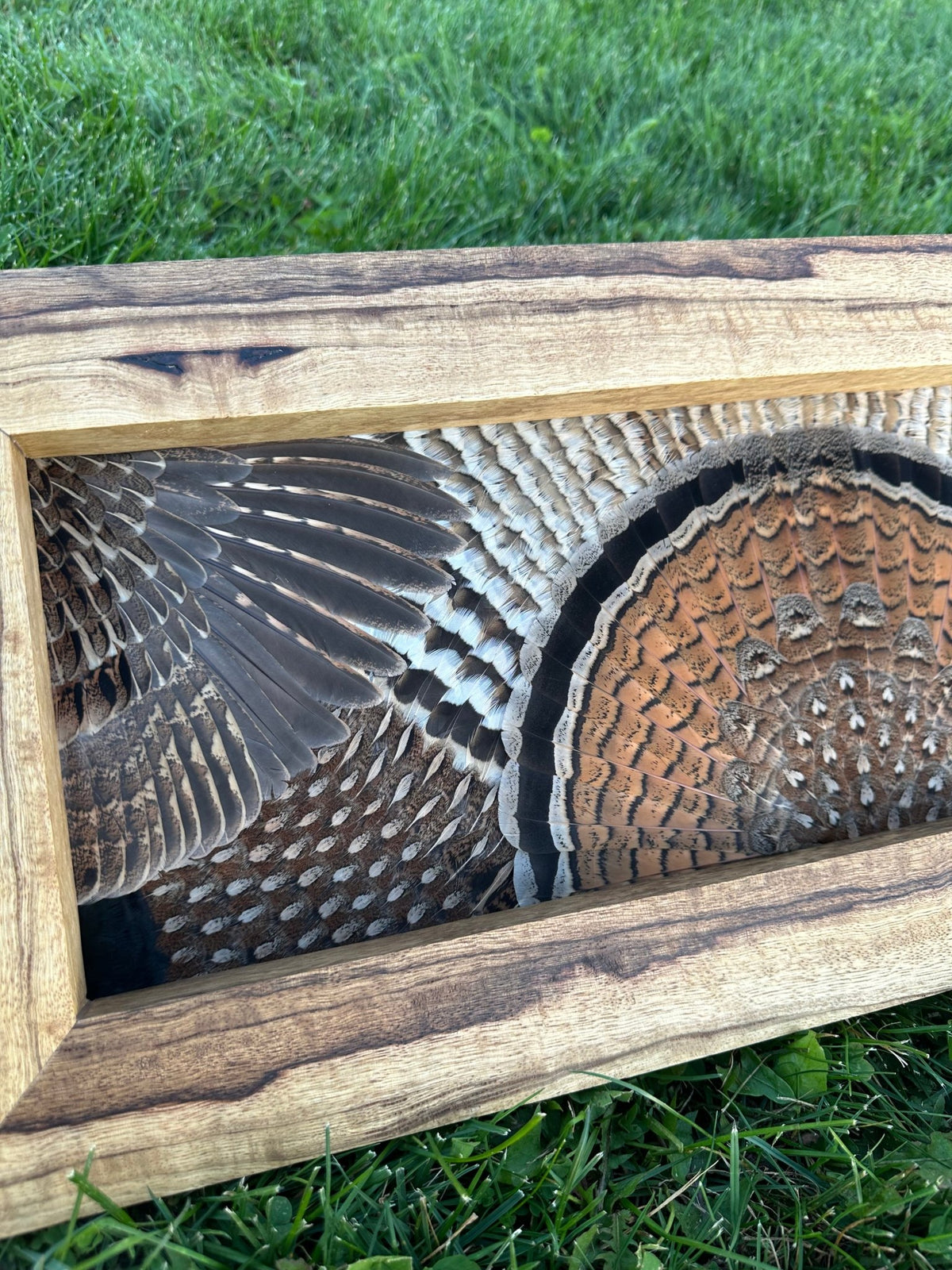Universal Upland Tutorial - All Feathers Taxidermy