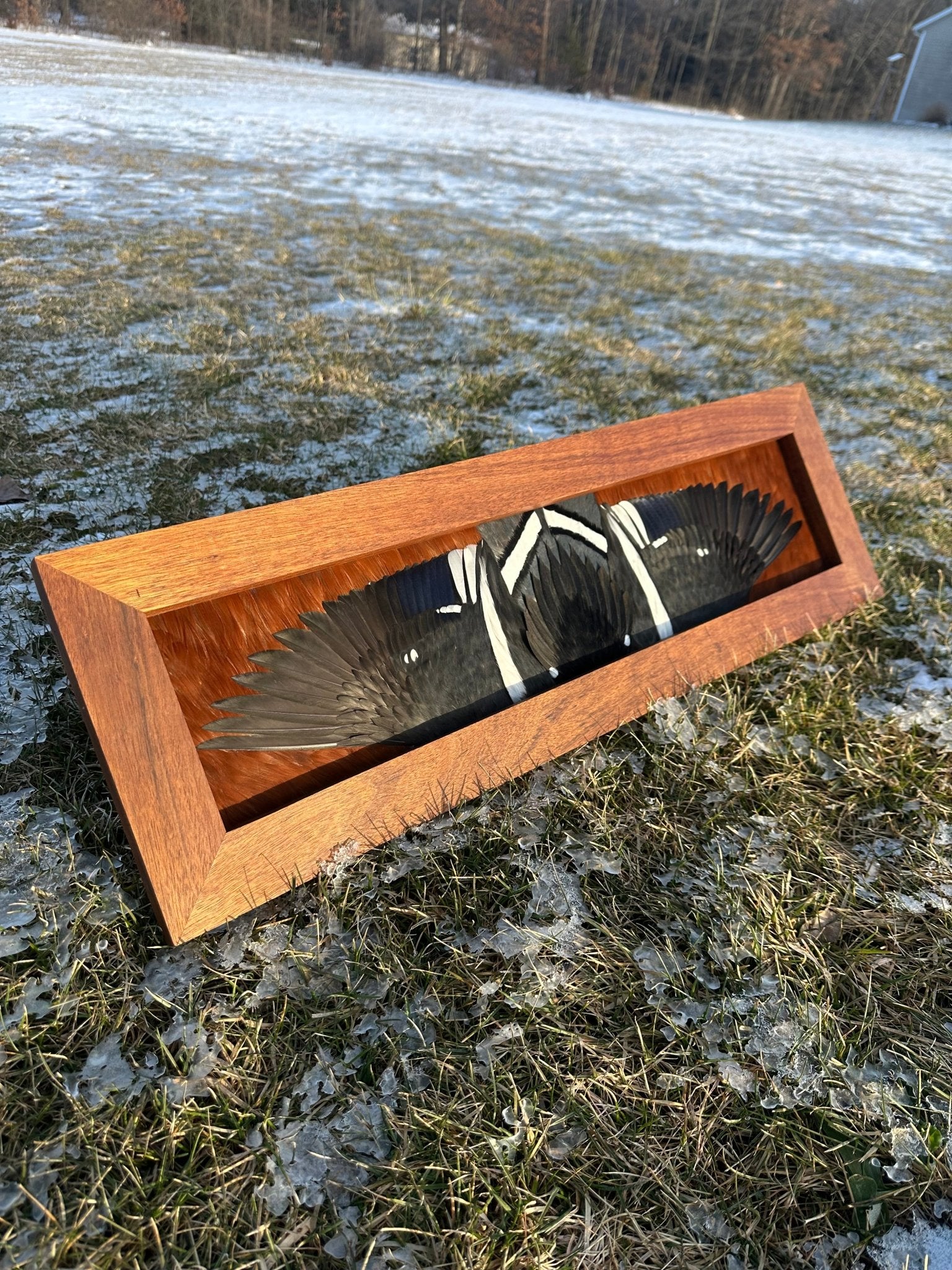 Waterfowl Open Wing Tutorial - All Feathers Taxidermy
