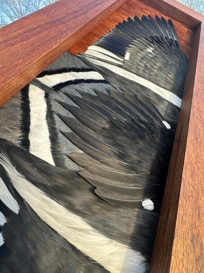 Waterfowl Open Wing Tutorial - All Feathers Taxidermy