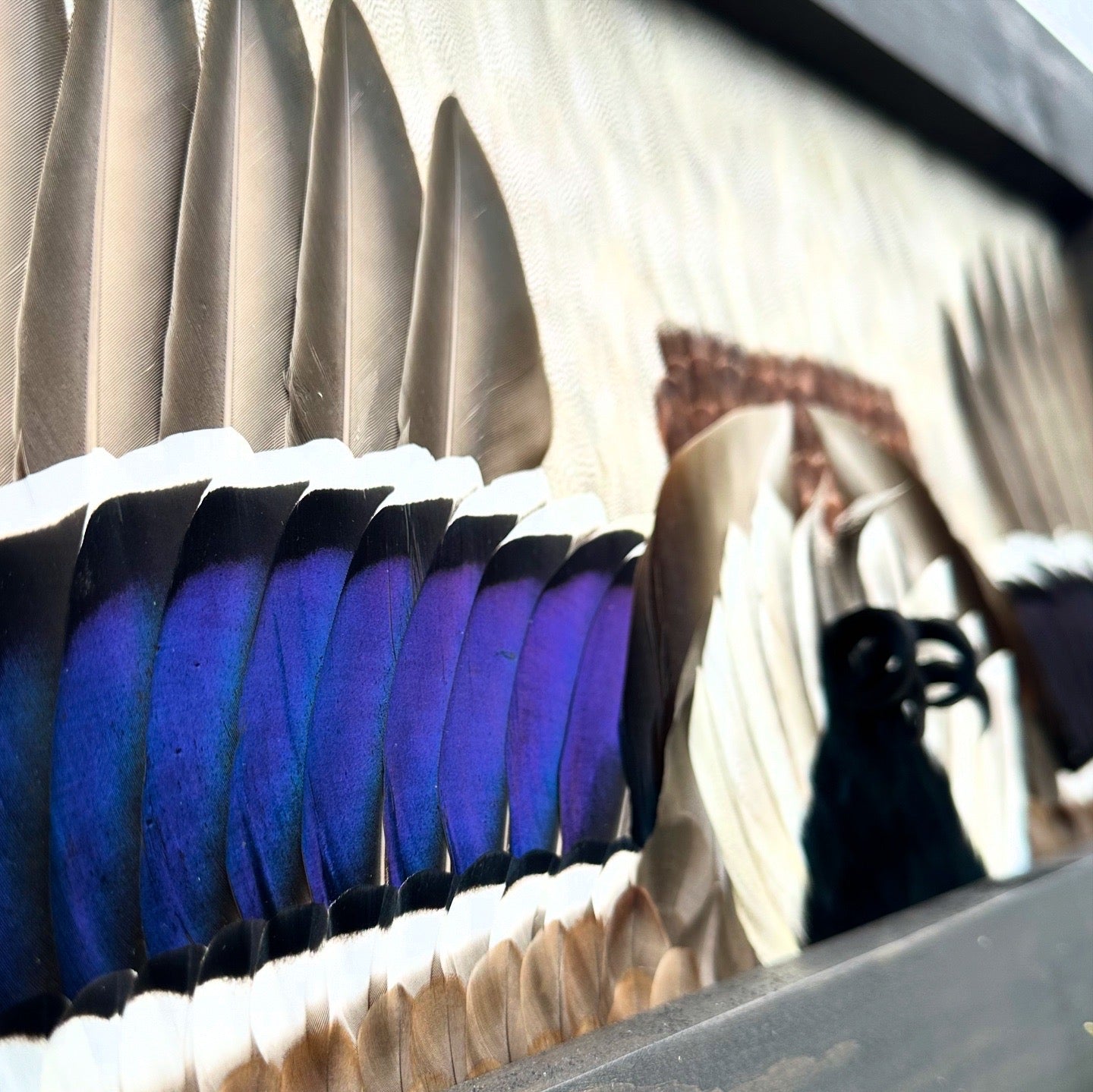 Waterfowl Open Wing Tutorial - All Feathers Taxidermy